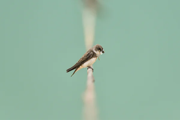 Vogel